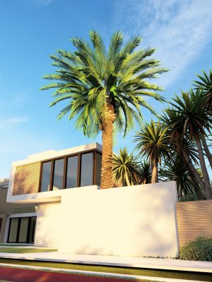 15m PLAM TREE-5.1.jpg